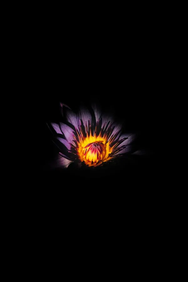 Iphone X Oled