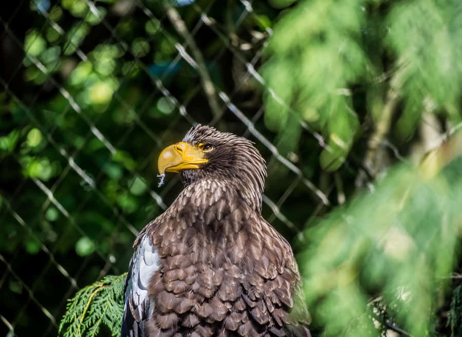 Aquila di Mare Steller allo Zoo di Woodland Park