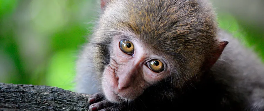 Monkey pictures