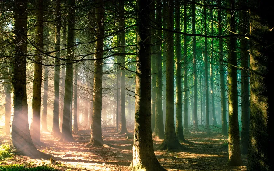 trees pictures