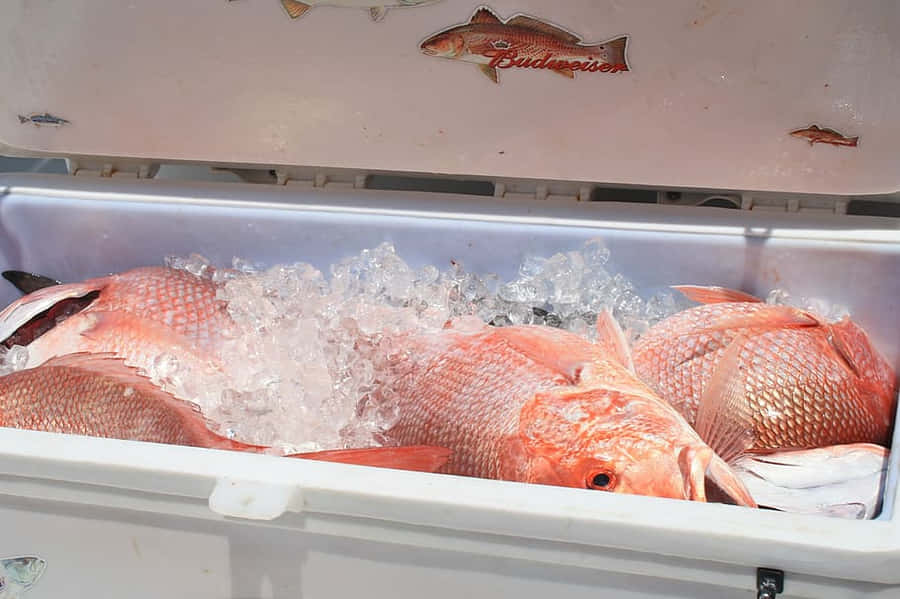 Ikan Kakap Merah Segar di Atas Es