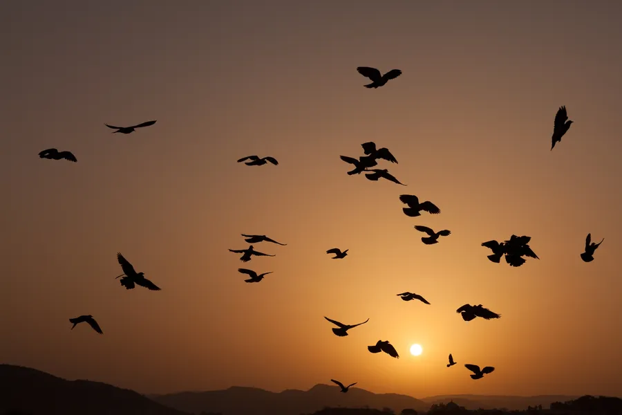 Silhouette background