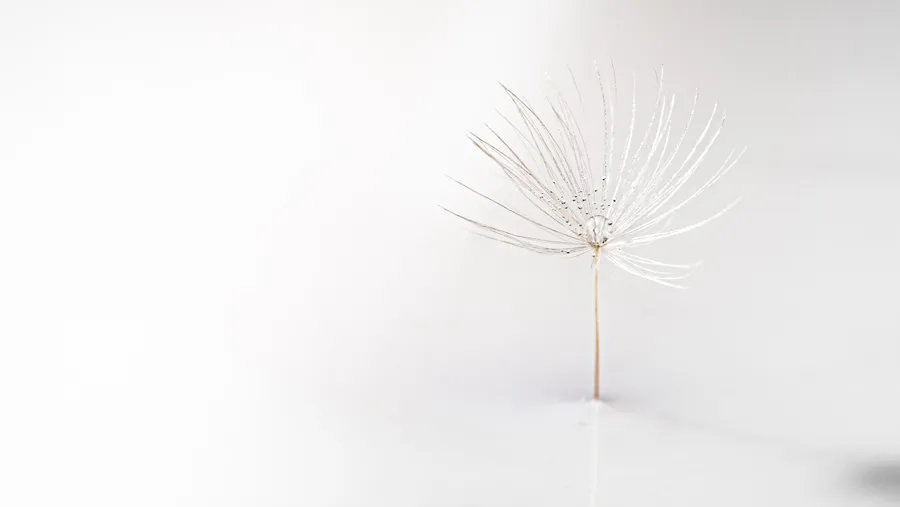 White Background