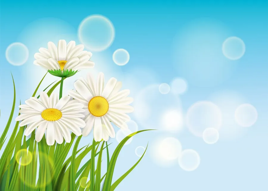 Daisies Background