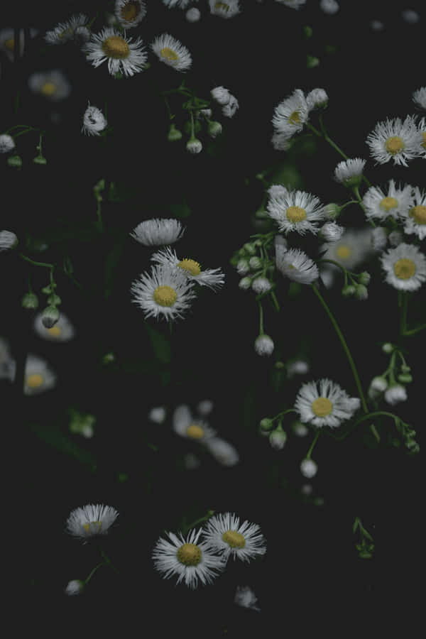 Fundo Floral Sombrio e Melancólico
