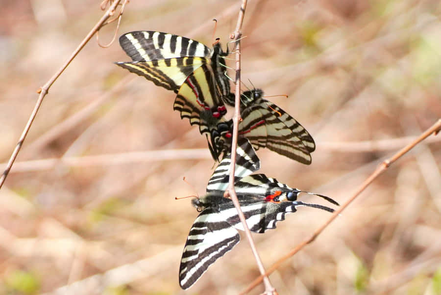 Zebra-Schwalbenschwanz-Schmetterlinge paaren sich