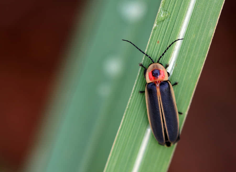 firefly Pictures 1619 x 1186