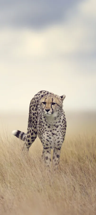 Cheetah Hd