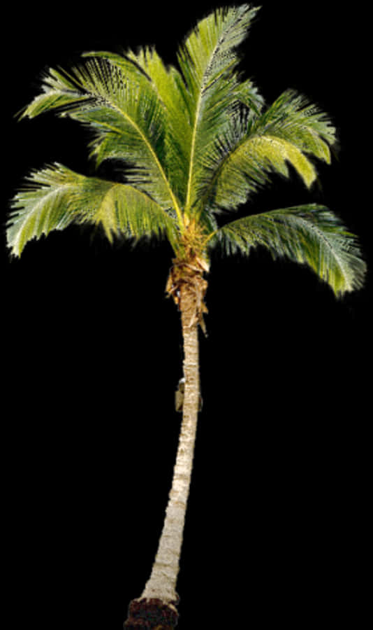 Palm Tree Png, Palm Trees, Tree Psd, Painting Trees, - Palm Tree Transparent Png