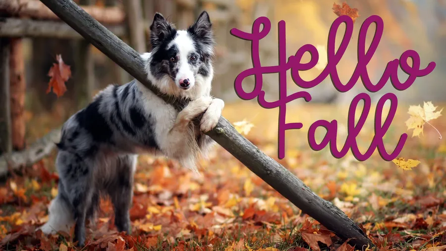 Hello Fall