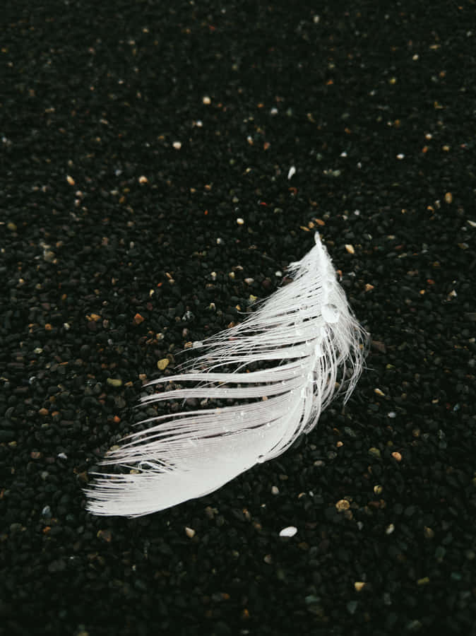 Imagemde Pluma Branca e Chão Empoeirado.