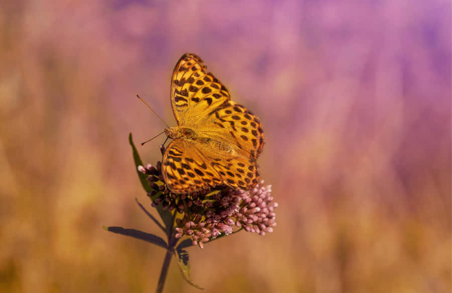 Fritillaria Schmetterling auf lila Blume
