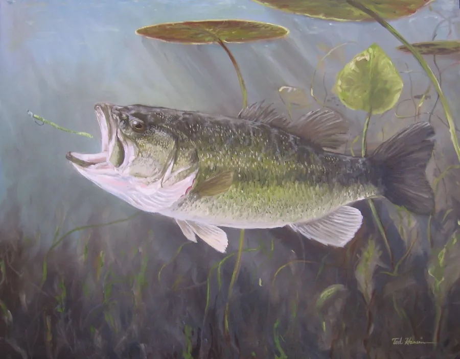Largemouth Bass