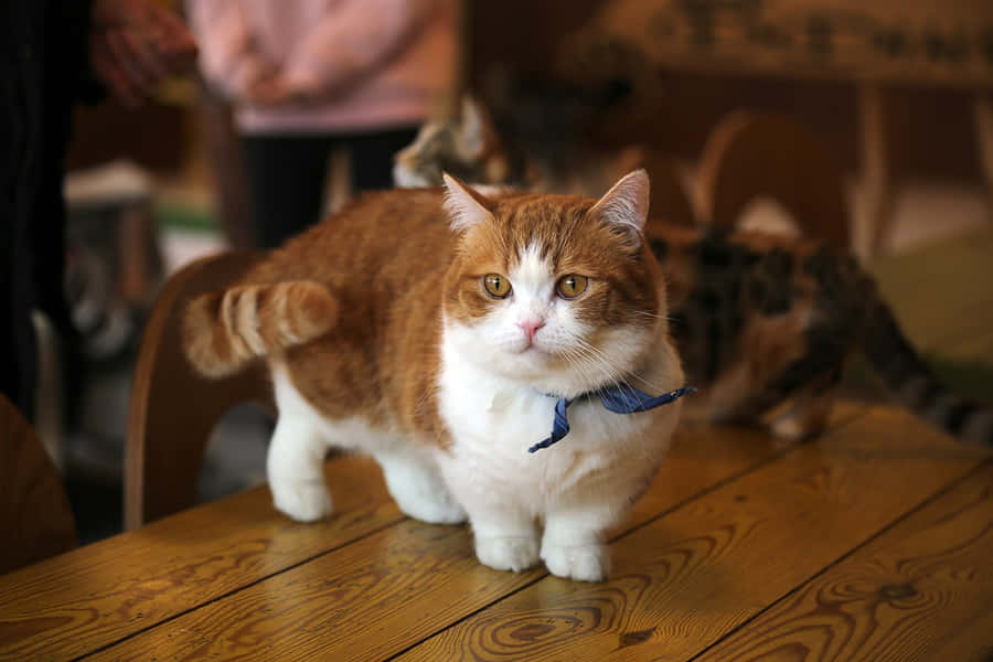 MunchkinCat 1599 x 1066 tapet