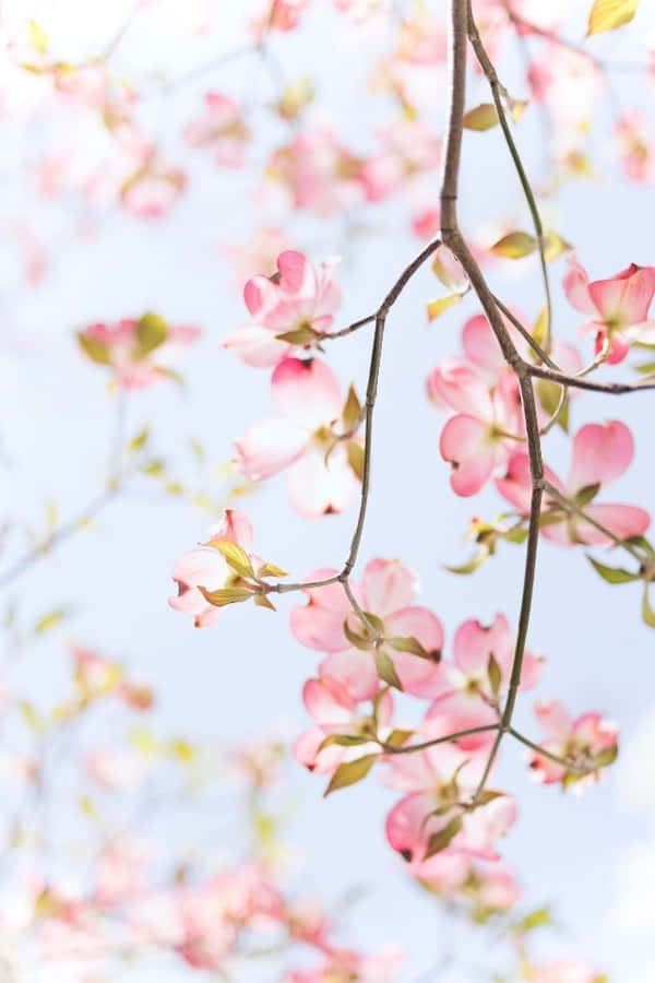 Nydskønheden i naturen med denne blomstrende iPhone-blomst.