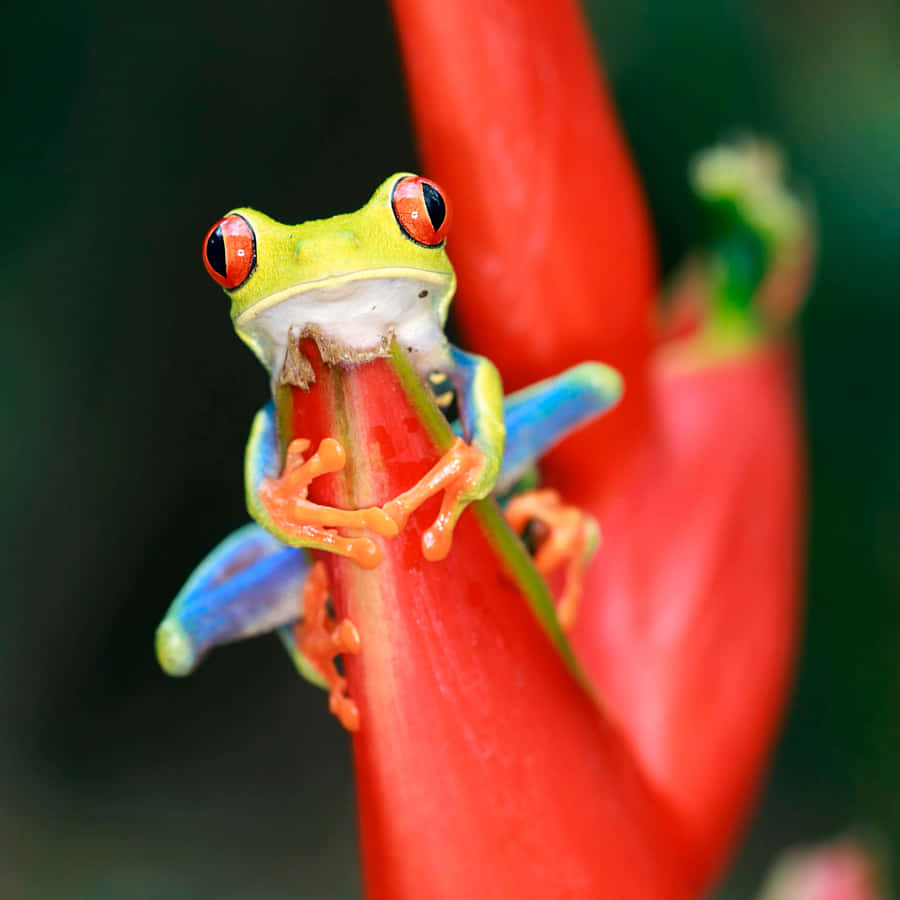 Sapo de Olhos Vermelhos em Caule de Flor
