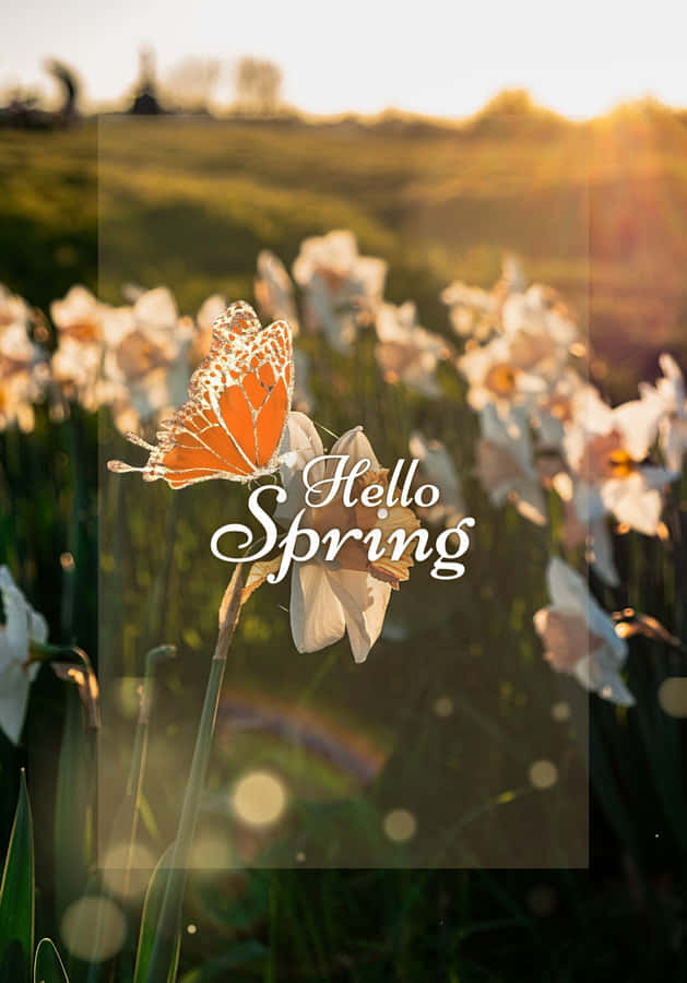 BesteFrühlingsblumen mit Sonnenlicht-Hintergrund