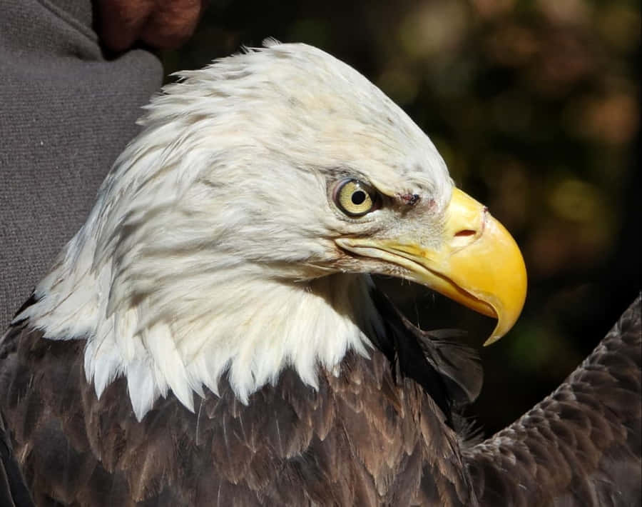 BaldEagle mit menschlichen Bildern