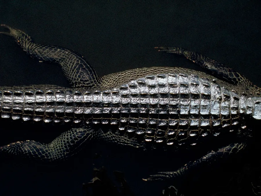 Alligator background