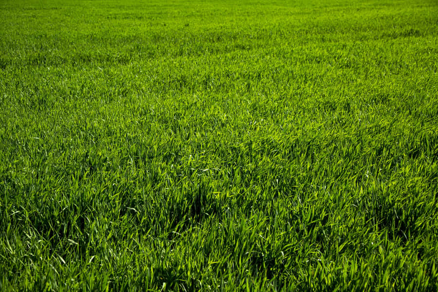 Imagemde campo de primavera com grama verde.