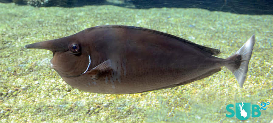 Peixe-Unicórnio Nadando em Aquário