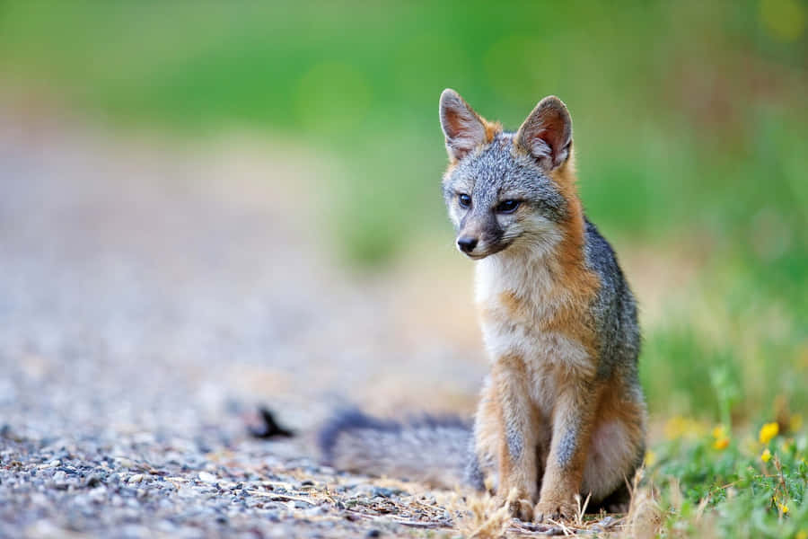 Graufuchs in natürlichem Lebensraum