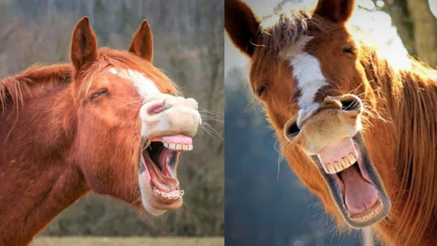 A Joyous Gallop: The Smiling Horse
