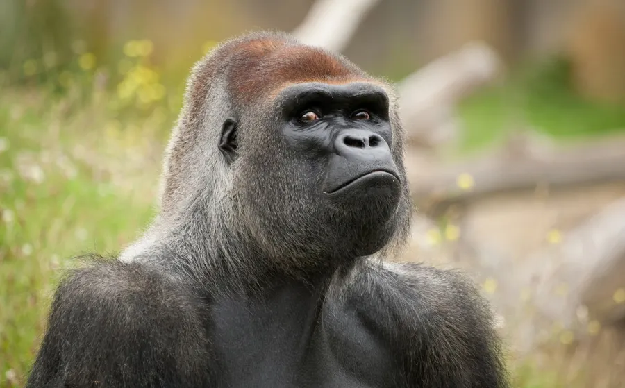 Cute Gorilla