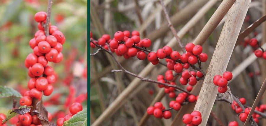 RotesObst 1250 x 594 Hintergrundbild
