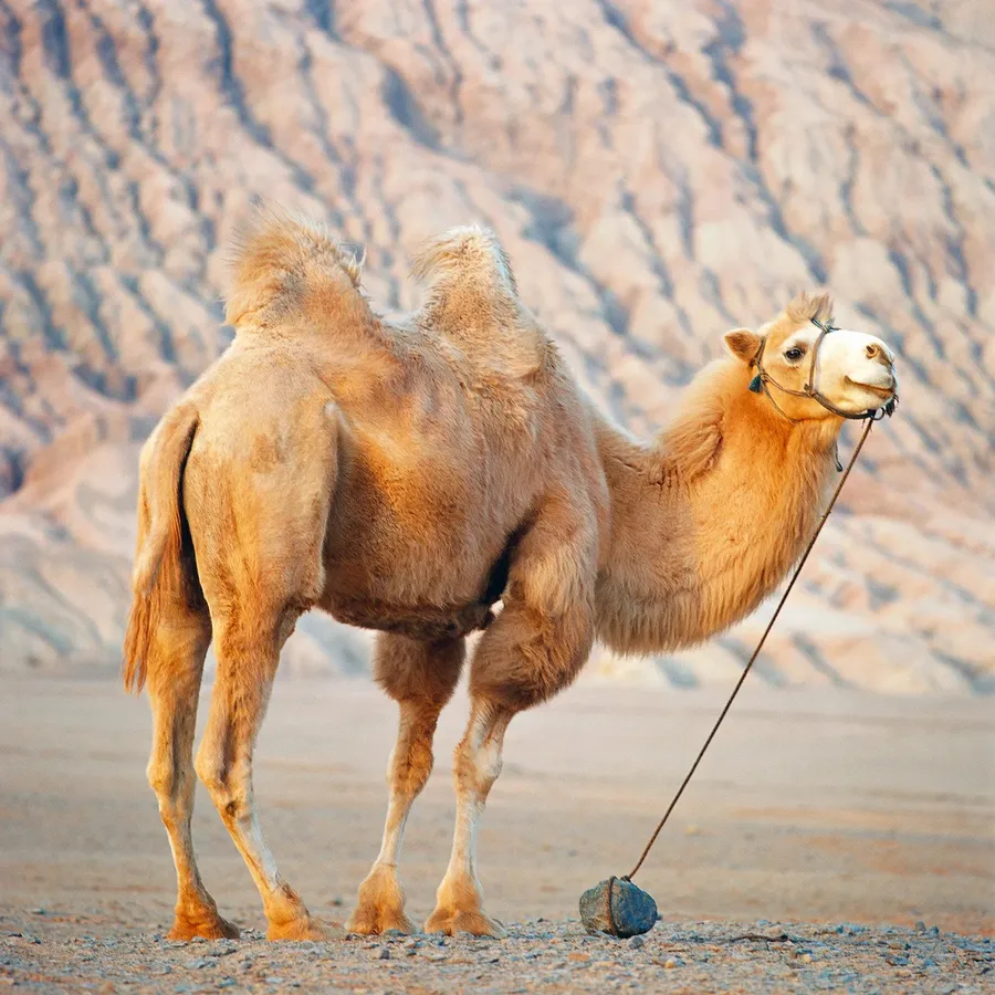 Camel pictures