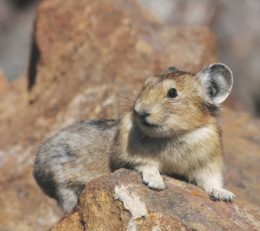 Ritratto di un Pika su Roccia
