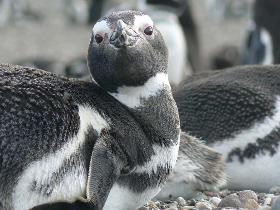 Nahaufnahme eines Magellan-Pinguins