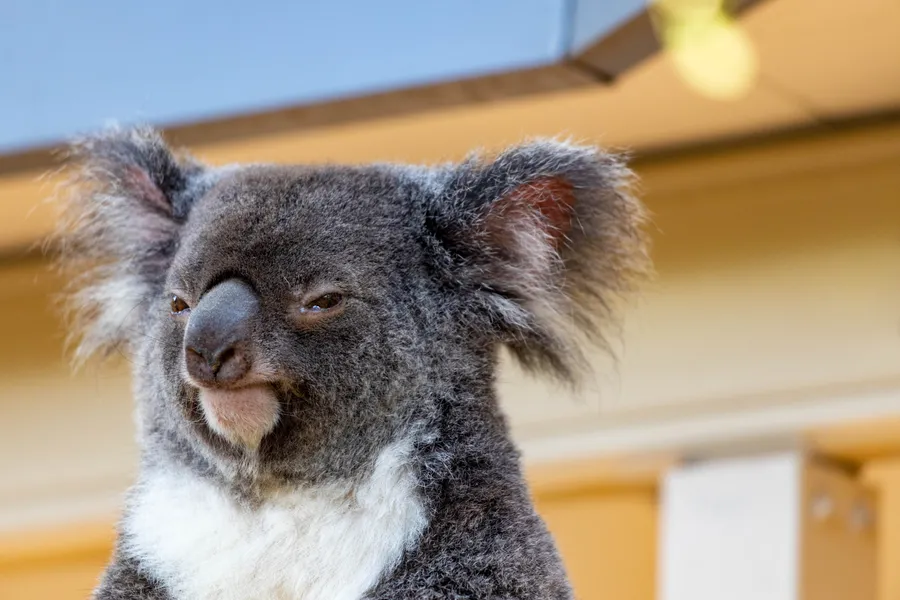 Fluffy koala bear wallpaper