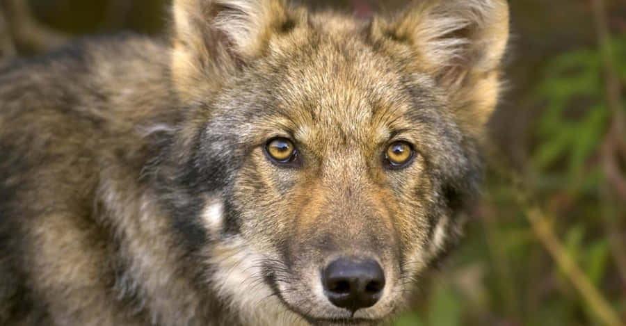 TimberWolf 1599 x 833 bakgrundsbild