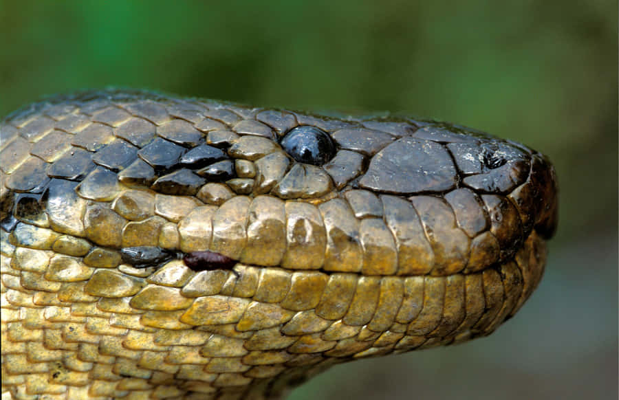 Nahaufnahme des Anaconda-Kopfes