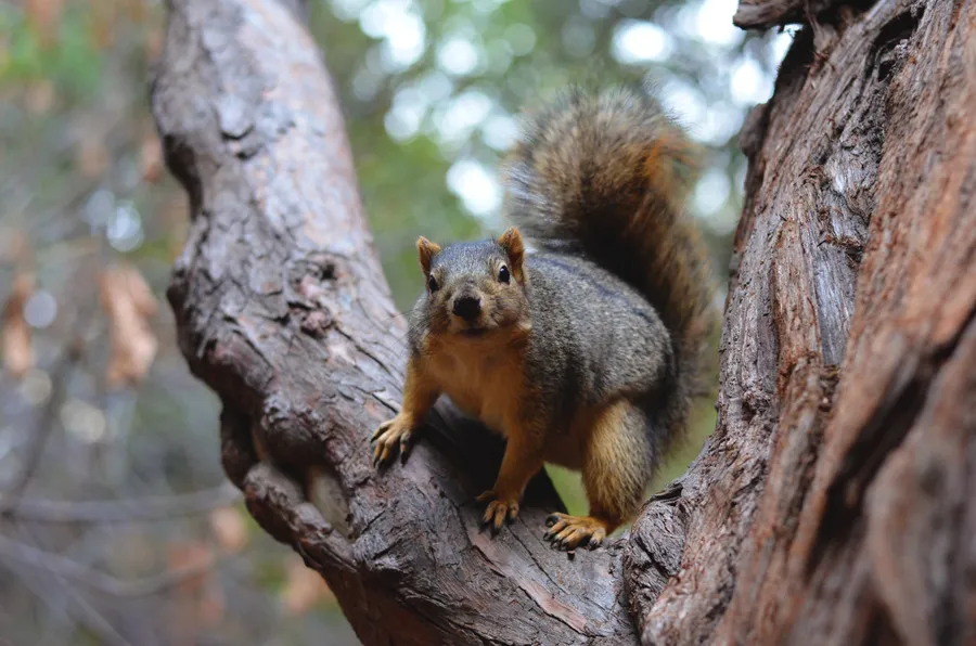 Squirrel pictures