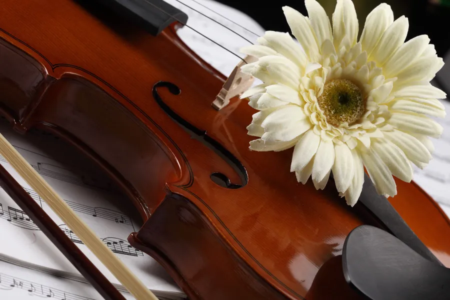 violin
