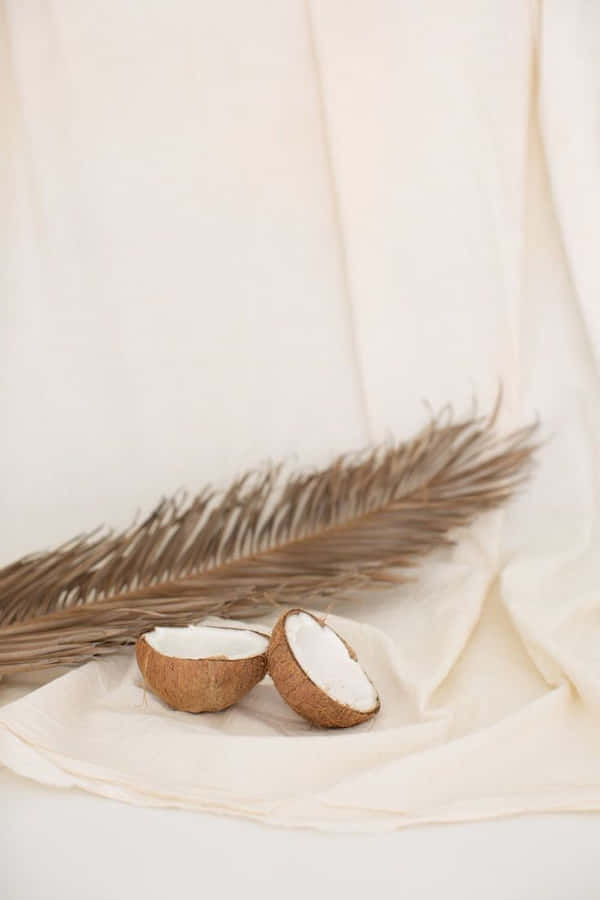 Metades de Coco com Fronde de Palma Secas