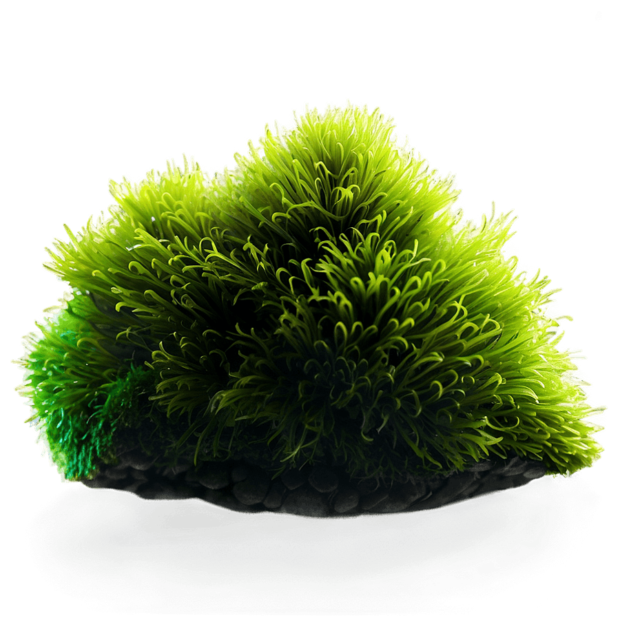 Luminous Moss PNG wtj36