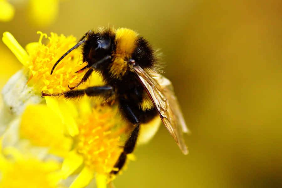 Rotrückiger Hummel auf gelber Blume
