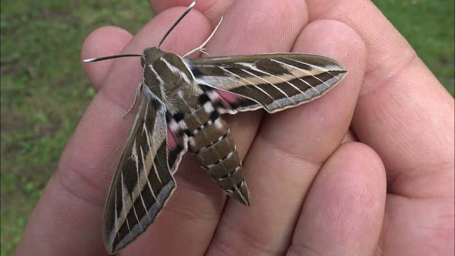 Sphinx-Motte ruht auf menschlicher Hand