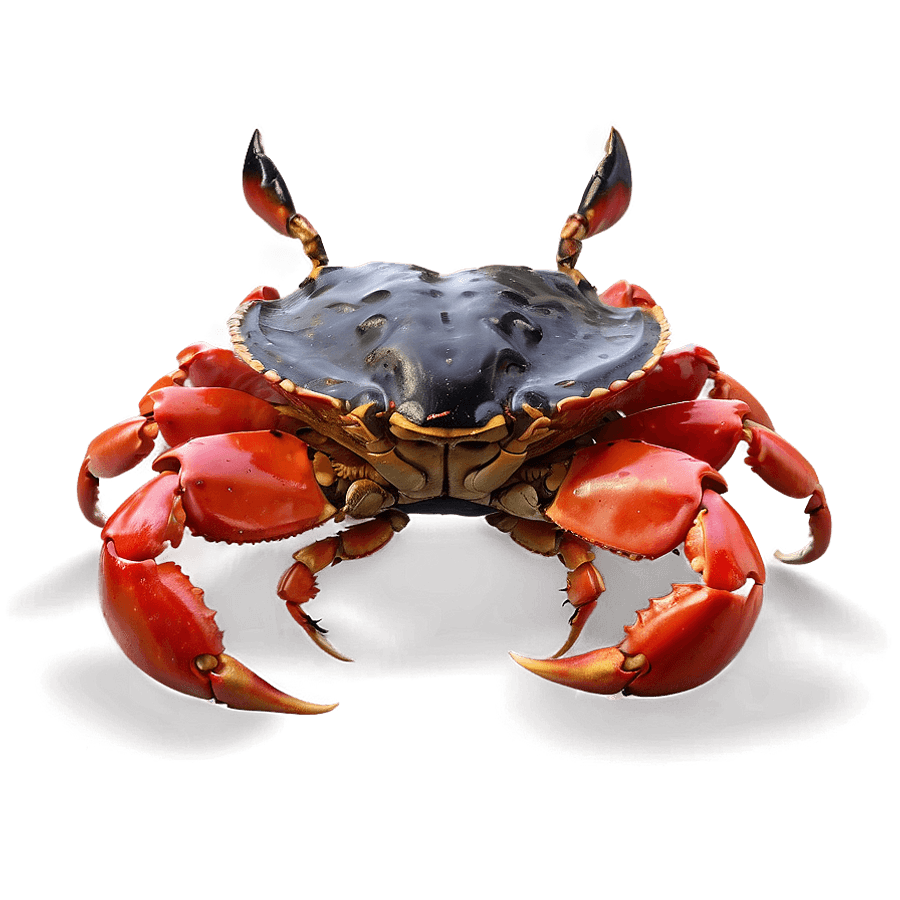 Maryland Crab PNG 14