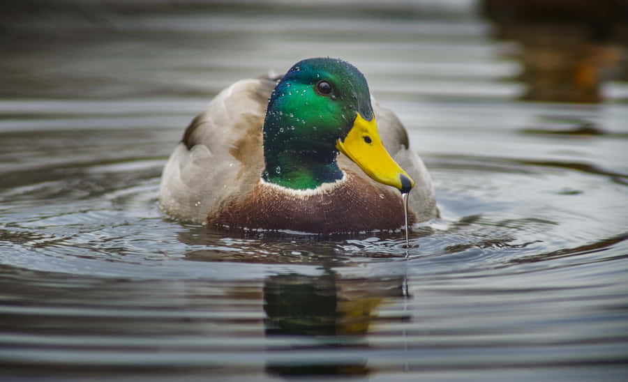Pato Mallard Nadando na Água