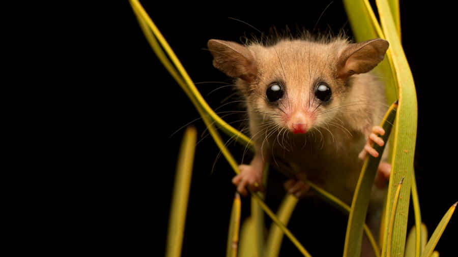 Possum Curioso di Notte