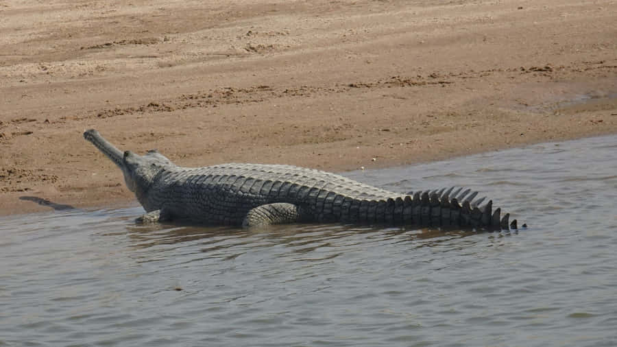 Gharial vilar vid flodbanken