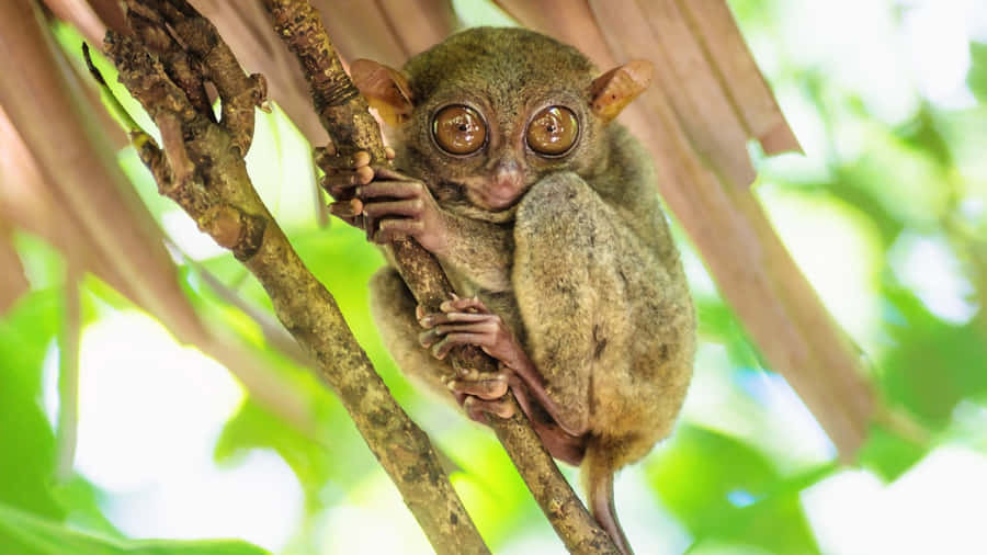Tarsier Appollaiato nel Habitat Naturale.jpg