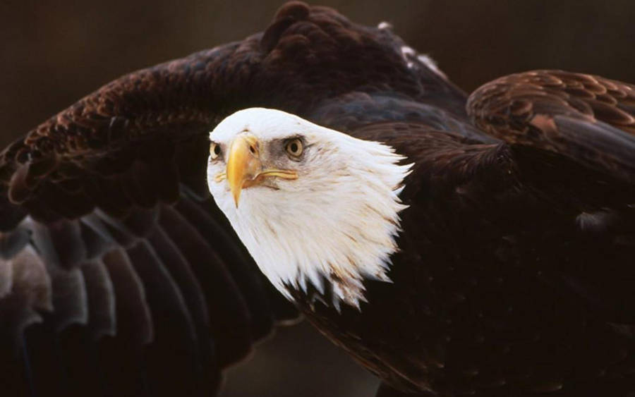 Download Us Eagle Fierce Look Wallpaper | Wallpapers.com