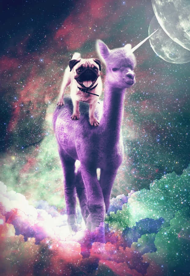 Kosminen Pug Ajaen Purppura Alpakan Selässä