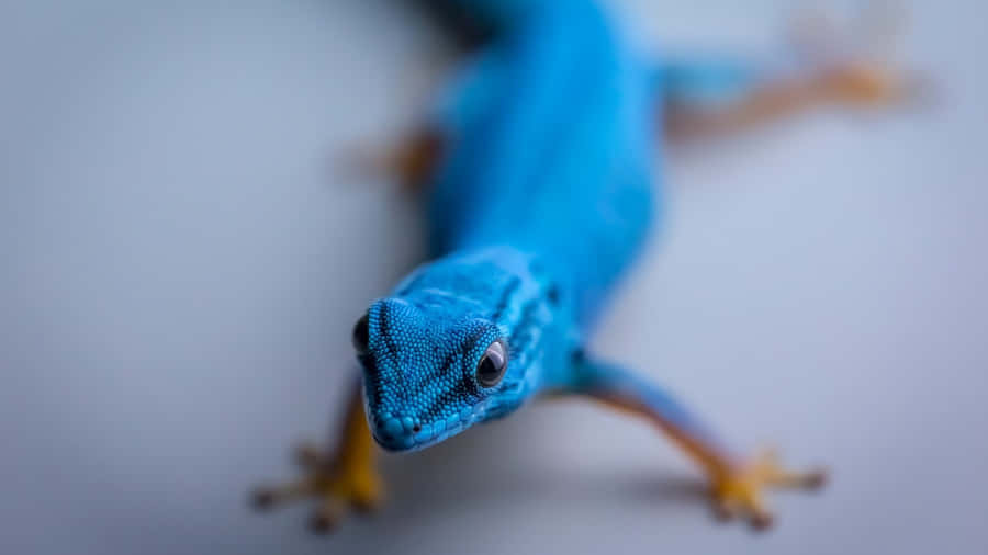 Lille Blå Skink Bokeh Billede