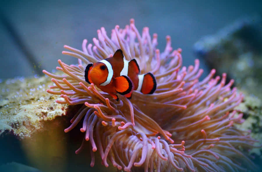 Um Colorido Peixe Palhaço em Habitat Natural